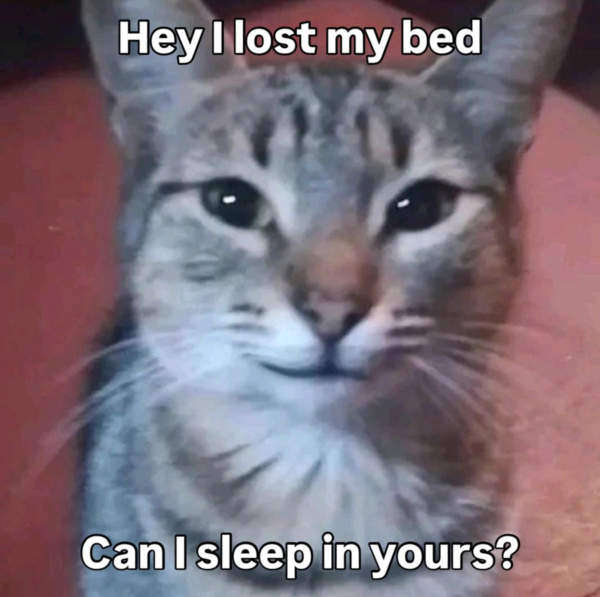 Miaw (@miaw) on Twitter photo 