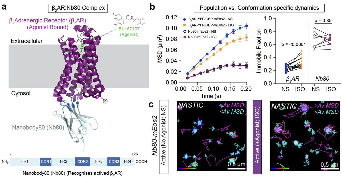 Fred Meunier (@meunierlab) on Twitter photo Using nanobodies expressed in cells to do spt. Activated b2Adrenergic receptors are almost completely immobile. Check this out: nature.com/articles/s4159… @Meunierlab <a href="/rachelgormal/">Dr. Rachel Gormal</a> Using nanobodies expressed in cells to do spt. Activated b2Adrenergic receptors are almost completely immobile. Check this out: nature.com/articles/s4159… @Meunierlab <a href="/rachelgormal/">Dr. Rachel Gormal</a>