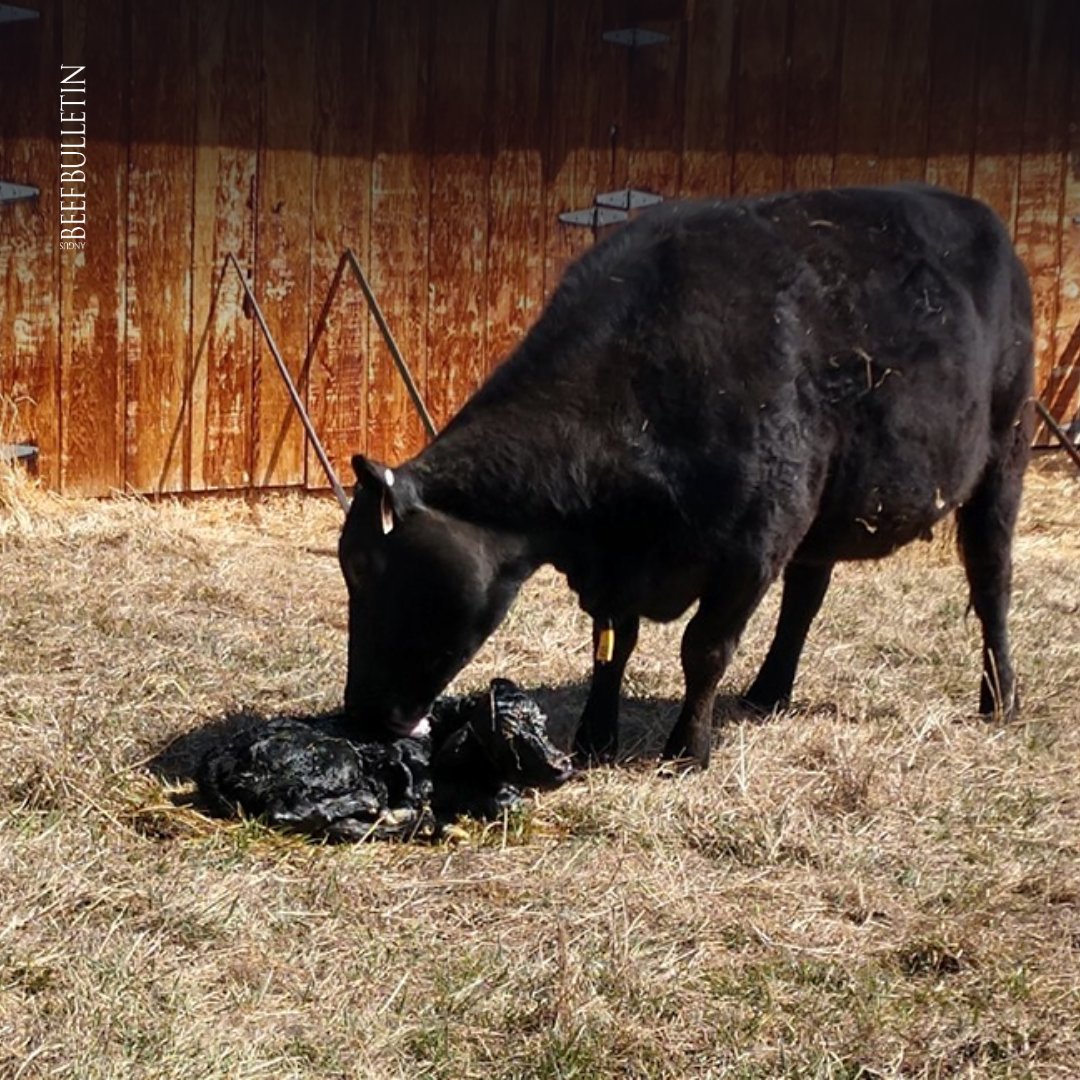 Tips for selecting replacement heifers at birth. What to look for and what to avoid based on the mama cow at calving: bit.ly/3UhSTVp #ABBx