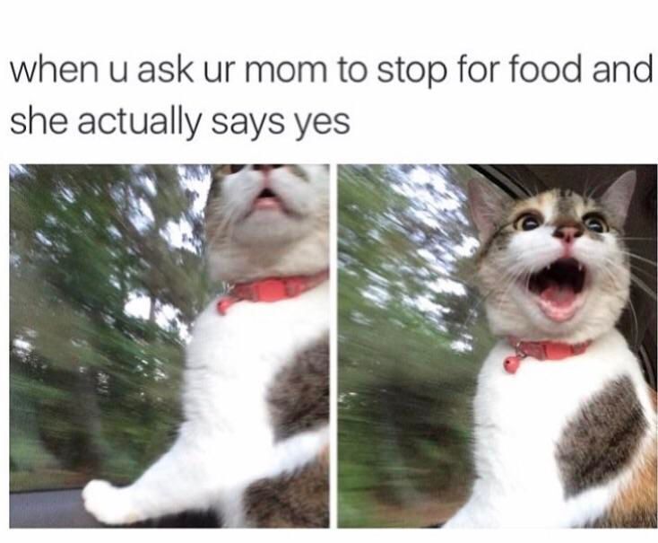 WholesomeMeme's tweet photo. https://t.co/4m0j9qpVgG