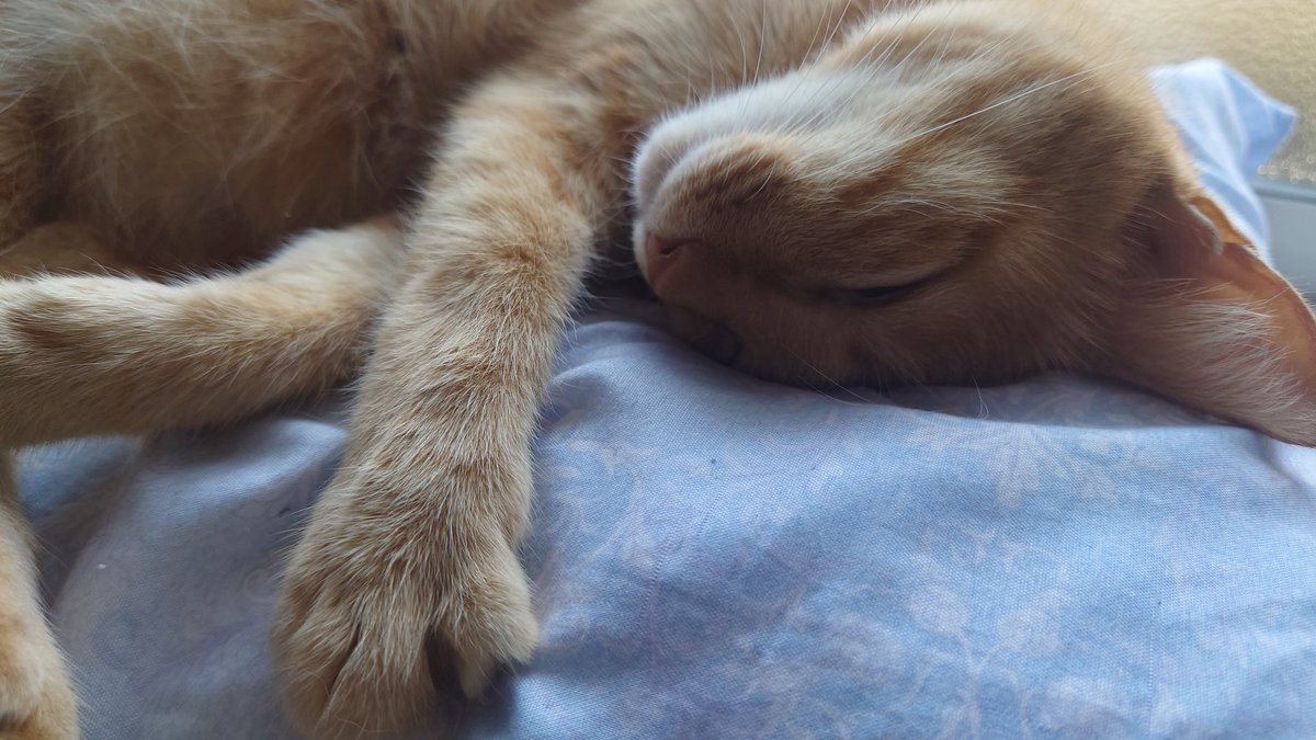 htmtnk3's tweet photo. うちの猫が可愛い過ぎる♡
#帰省 #猫のいる暮らし #姫 #猫がいる幸せ #猫 https://t.co/6KSCyLg7aF