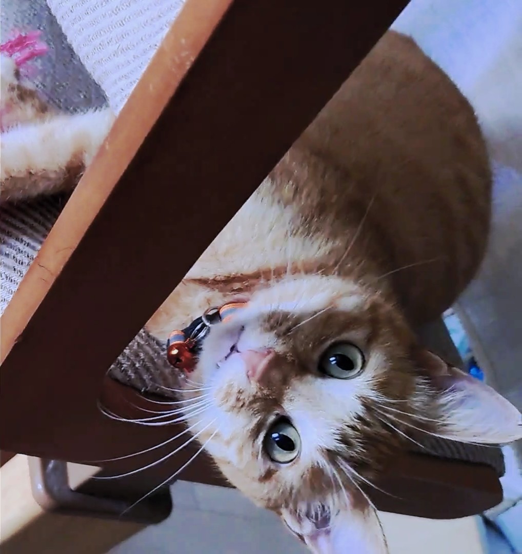 htmtnk3's tweet photo. うちの猫が可愛い過ぎる♡
#帰省 #猫のいる暮らし #姫 #猫がいる幸せ #猫 https://t.co/6KSCyLg7aF