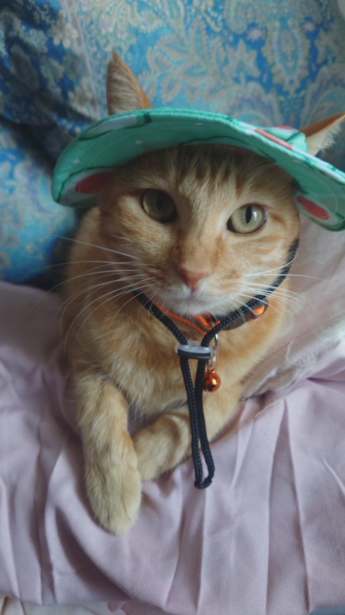 htmtnk3's tweet photo. うちの猫が可愛い過ぎる♡
#帰省 #猫のいる暮らし #姫 #猫がいる幸せ #猫 https://t.co/6KSCyLg7aF