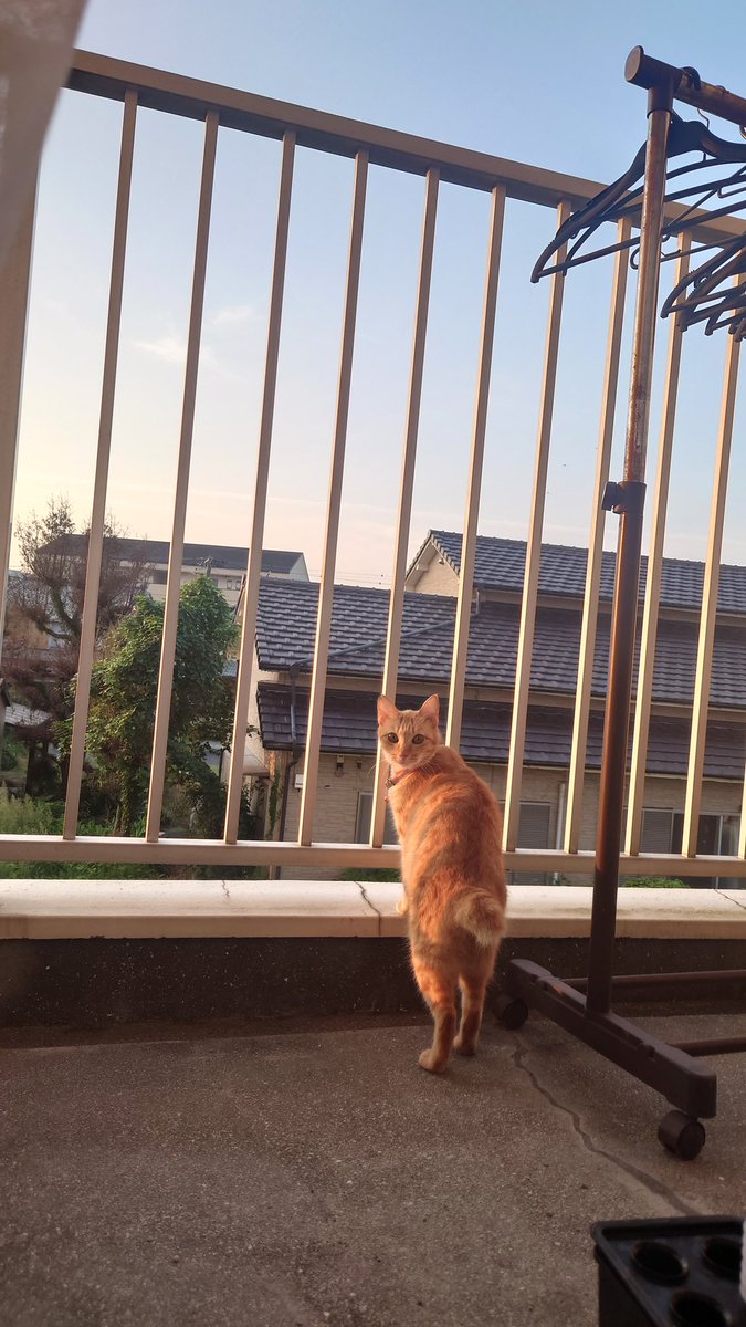 htmtnk3's tweet photo. うちの猫が可愛い過ぎる♡
#帰省 #猫のいる暮らし #姫 #猫がいる幸せ #猫 https://t.co/6KSCyLg7aF