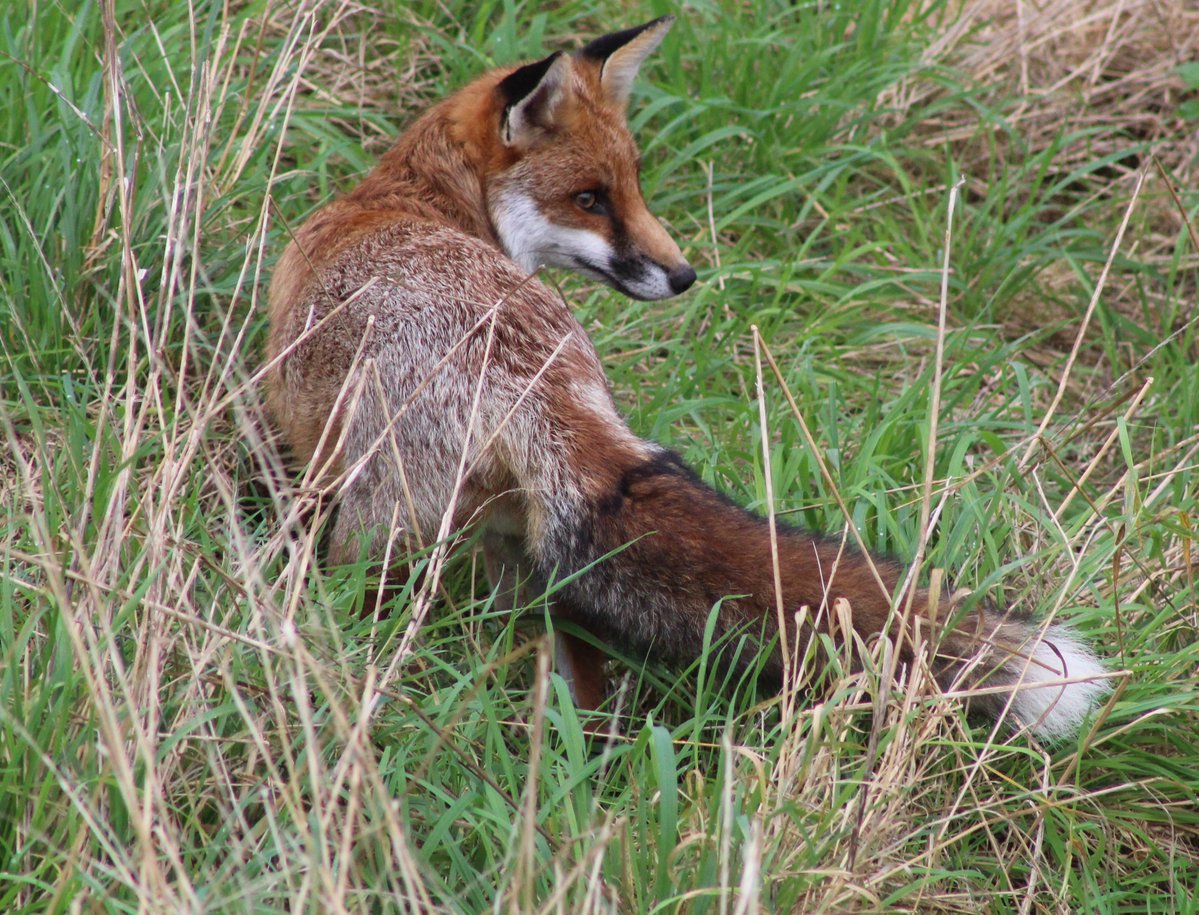 Borders Dexy (@dexysrun) on Twitter photo Its Friday Fox Day 🦊
<a href="/Britnatureguide/">The British Nature Guide</a> <a href="/Nature/">nature</a> <a href="/WildlifeMag/">BBC Wildlife</a>
<a href="/NatureUK/">NatureUK</a> <a href="/Natures_Voice/">RSPB</a> <a href="/NatureScot/">NatureScot</a>
#TwitterNatureCommunity #NaturePhotography #NatureBeauty #NatureLover #NatureFacts #animals #scotlandforever #Fox <a href="/BBCCountryfile/">BBC Countryfile</a> #POTD Its Friday Fox Day 🦊
<a href="/Britnatureguide/">The British Nature Guide</a> <a href="/Nature/">nature</a> <a href="/WildlifeMag/">BBC Wildlife</a>
<a href="/NatureUK/">NatureUK</a> <a href="/Natures_Voice/">RSPB</a> <a href="/NatureScot/">NatureScot</a>
#TwitterNatureCommunity #NaturePhotography #NatureBeauty #NatureLover #NatureFacts #animals #scotlandforever #Fox <a href="/BBCCountryfile/">BBC Countryfile</a> #POTD