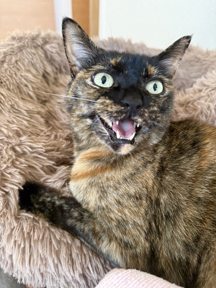 リスナーさんで猫を新たにお迎えしたいと思っている方がまた1人、サビ