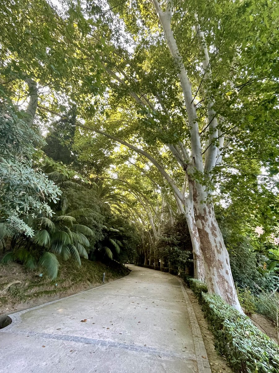 Aso.AmigosConcepcion (@aajbhc) on Twitter photo Caminante, son tus huellas el camino y nada más; caminante, no hay camino, se hace camino al andar. Al andar se hace camino y al volver la vista atrás se ve la senda que nunca se ha de volver a pisar. Caminante no hay camino sino estelas en la mar… “ A.Machado <a href="/BosqueHabitado/">El Bosque Habitado</a> Caminante, son tus huellas el camino y nada más; caminante, no hay camino, se hace camino al andar. Al andar se hace camino y al volver la vista atrás se ve la senda que nunca se ha de volver a pisar. Caminante no hay camino sino estelas en la mar… “ A.Machado <a href="/BosqueHabitado/">El Bosque Habitado</a>