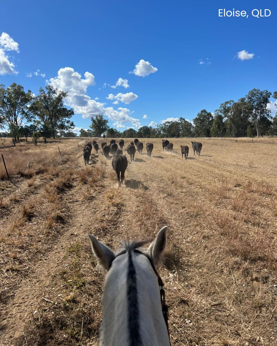 AgCAREERSTART's tweet photo. Happy Friday! Finish your week by checking out these pics from our current participants ๐ฉโ๐พ ๐จโ๐พ
#GapYearAU #FarmLifeAU #ExploreAustralia #TravelAustralia #Farm #FarmAdventures #AussieFarmLife #GapYearAdventures #FarmToTableAU #TravelMore #RuralLifeAU https://t.co/W3DJhXx800