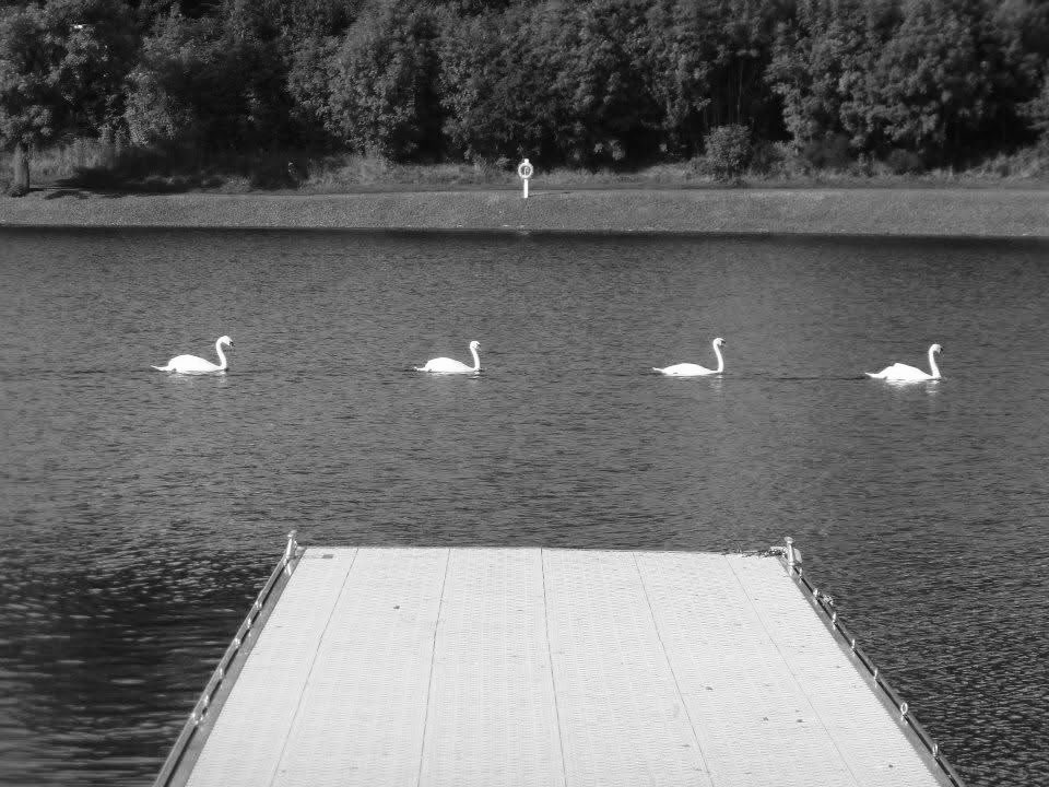 #MonochromemomentinMotherWell 🦢🦢🦢🦢