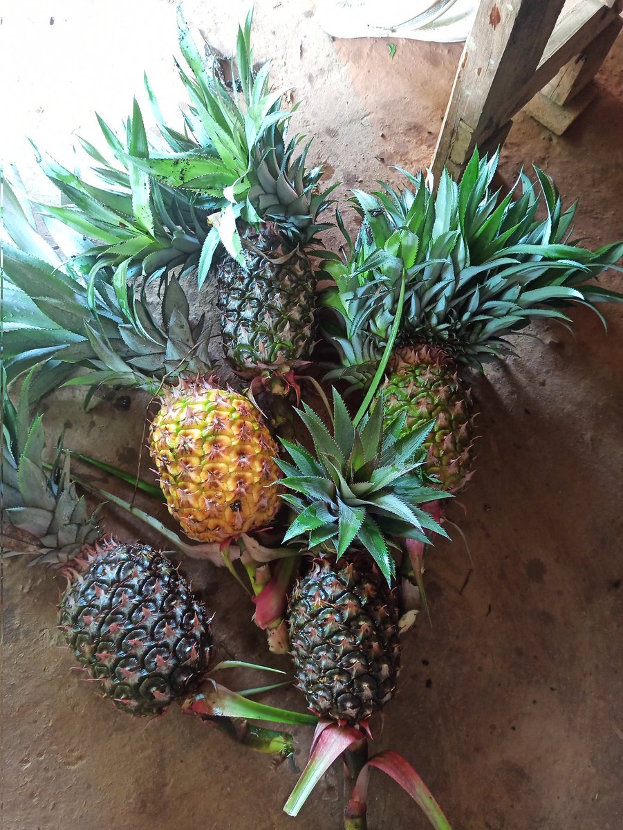 यति भेट्टाईयो।😂