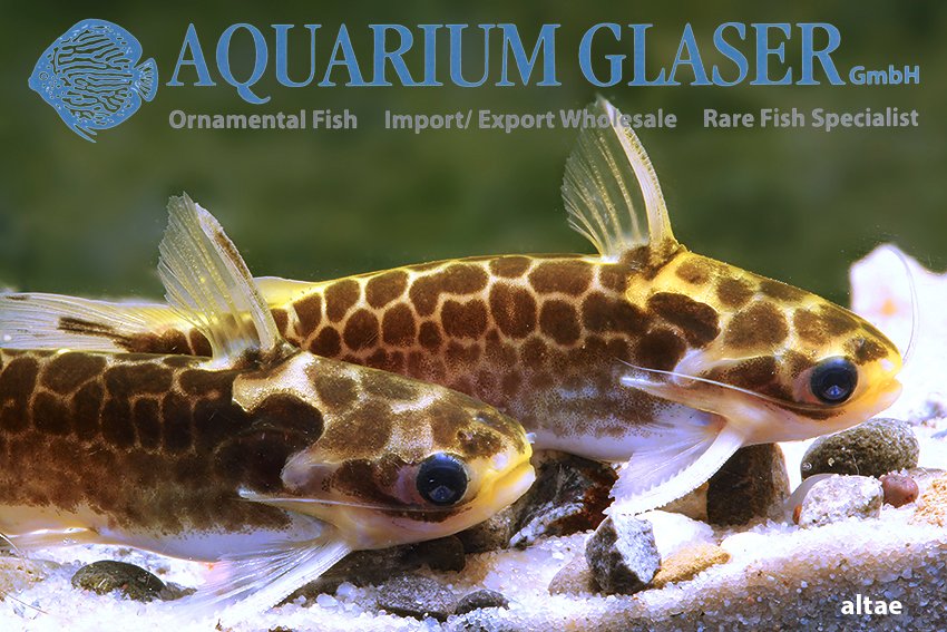 aquariumglaser's tweet photo. #Tatia #altae
find more details and pics @ https://t.co/kgExUnuDLM https://t.co/iFB0f6Kgym