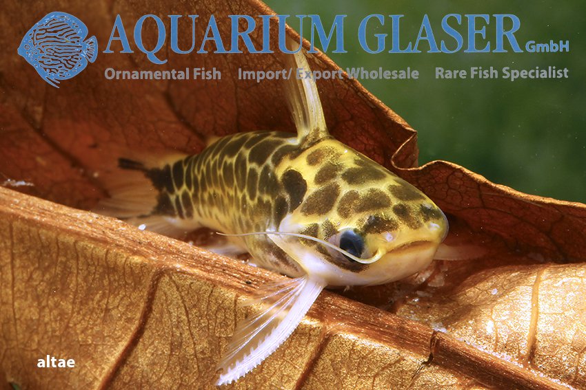 aquariumglaser's tweet photo. #Tatia #altae
find more details and pics @ https://t.co/kgExUnuDLM https://t.co/iFB0f6Kgym