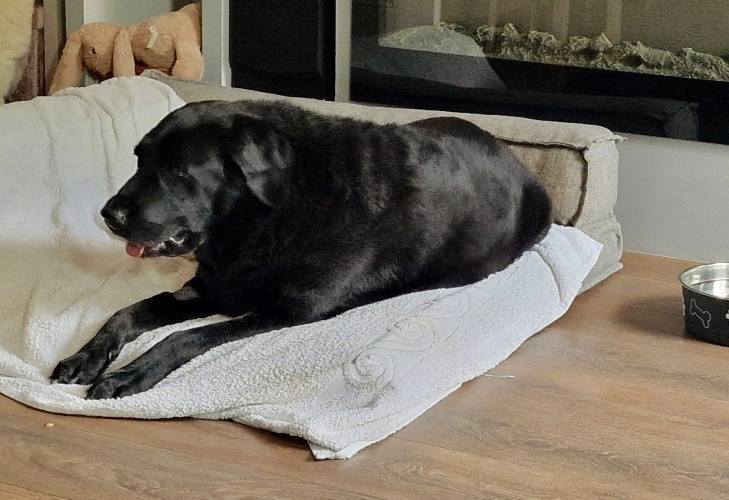 I just received Vet bill from benson x via Throne. Thank you! throne.com/mistressvixeno… #Wishlist #Throne