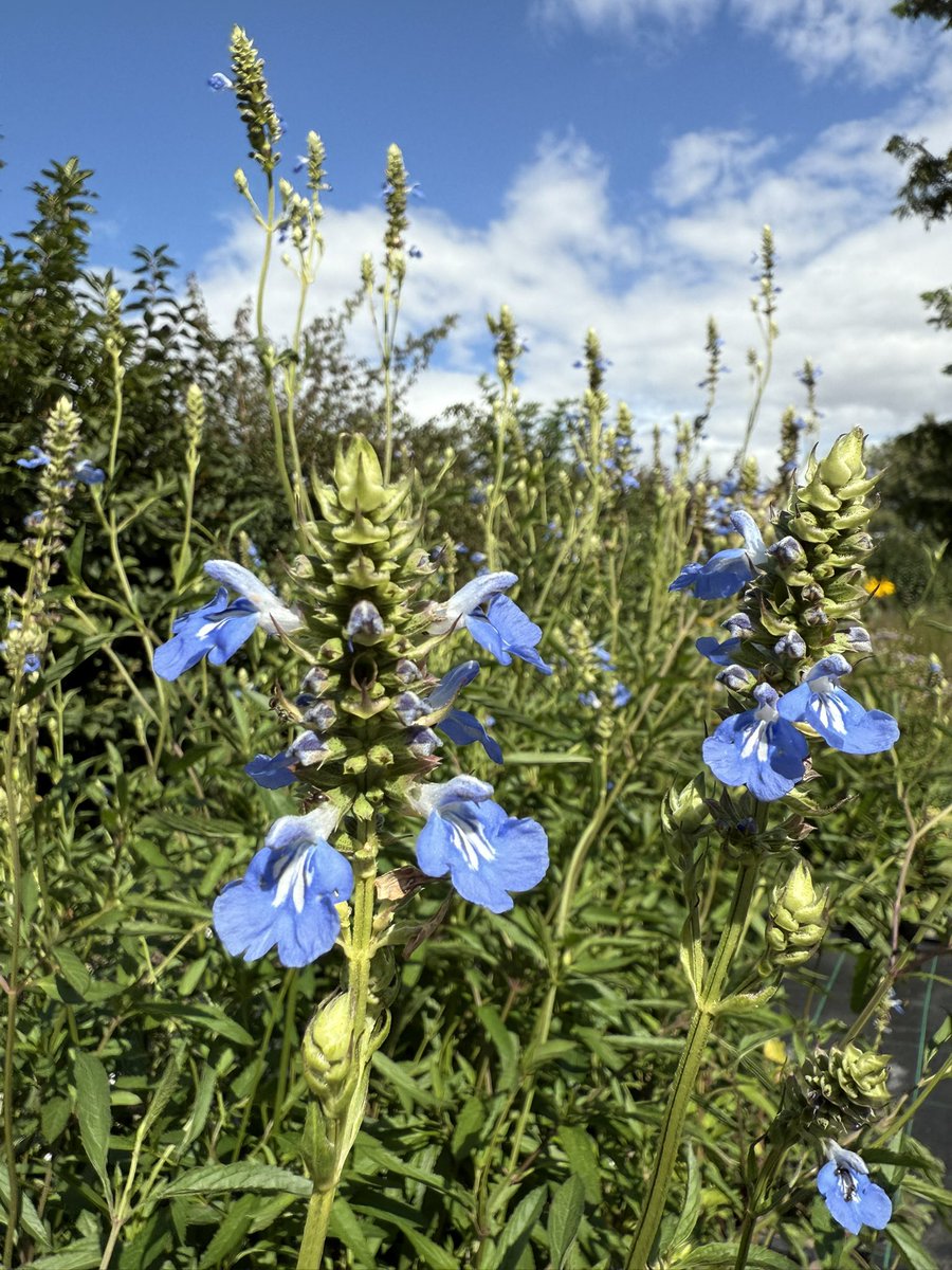 Salvia uliginosa getting ready to wow at a busy few weeks of fairs again coming up! #salviaulginosa #sunlovers #salviaseason #peatfree #hardyplants #salvias #blueflowers #skyblue #autumnflowers #august #flowers #grownnotflown #gardenplants #seagatenurseries