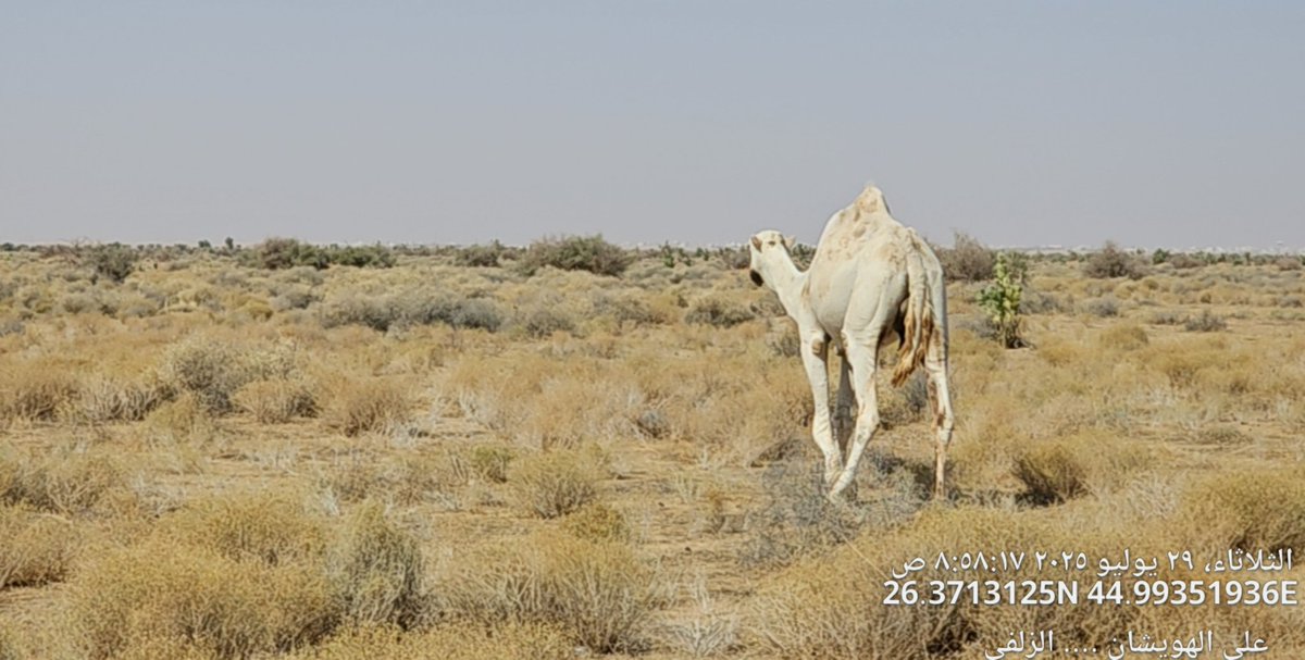 digitl9090's tweet photo. #الزلفي_السبله
بعد اكثر من سبع سنوات من منع الرعي بروضه  السبله قام المركز الوطني للغطاء النباتي ومكافحة التصحر ممثل في الادارة العامه  
المراعي الطبيعية باصدار تصاريح للرعي . https://t.co/lh7W2UwmXm
