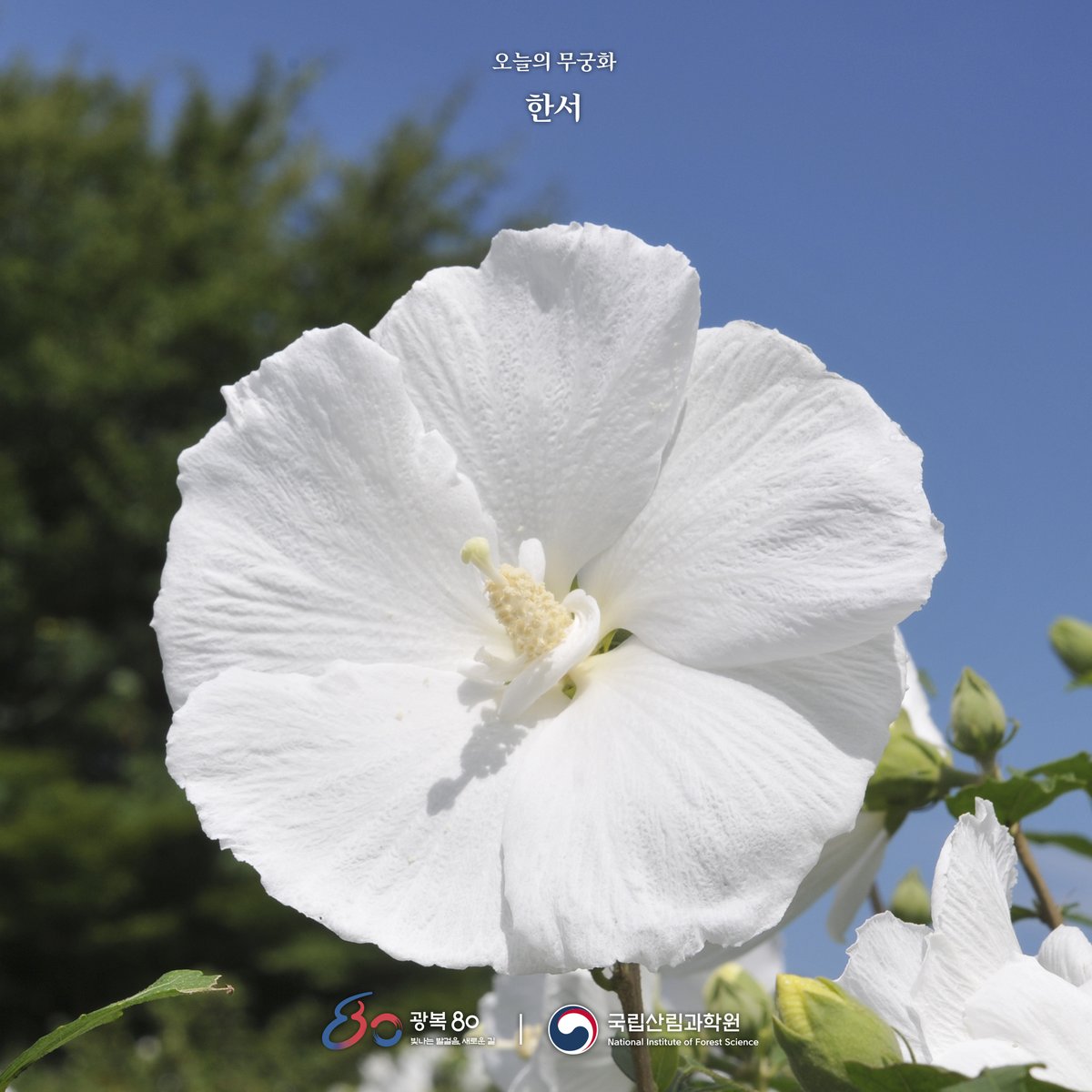 nifos_news's tweet photo. #오늘의_무궁화 🌺한서🌺

오늘은 우리나라가 독립한 지 80년이 되는 날입니다.
자유와 독립을 위해 헌신하신
모든 선열들께 깊은 감사를 드립니다.

오늘처럼 뜻깊은 날, 무궁화 ‘한서’를 소개합니다.
그 순백의 아름다움을 함께 보실까요?😊

#광복절 #광복80주년 #대한독립만세 #대한민국만세 https://t.co/9I667cpf6n