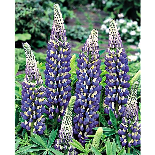 Aujourd'hui, nous sommes l'octidi 28 thermidor, officiellement dénommé jour du lupin, 328e jour de l'année CCXXXIII du calendrier républicain, et 15e jour du mois d'août de l'année 2025 du calendrier grégorien. 

📘Aussi étonnant que cela puisse paraître, les lupins appartiennent