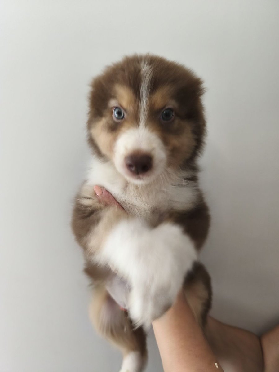 Non mais regardez moi ces yeux, comment lui dire non ?