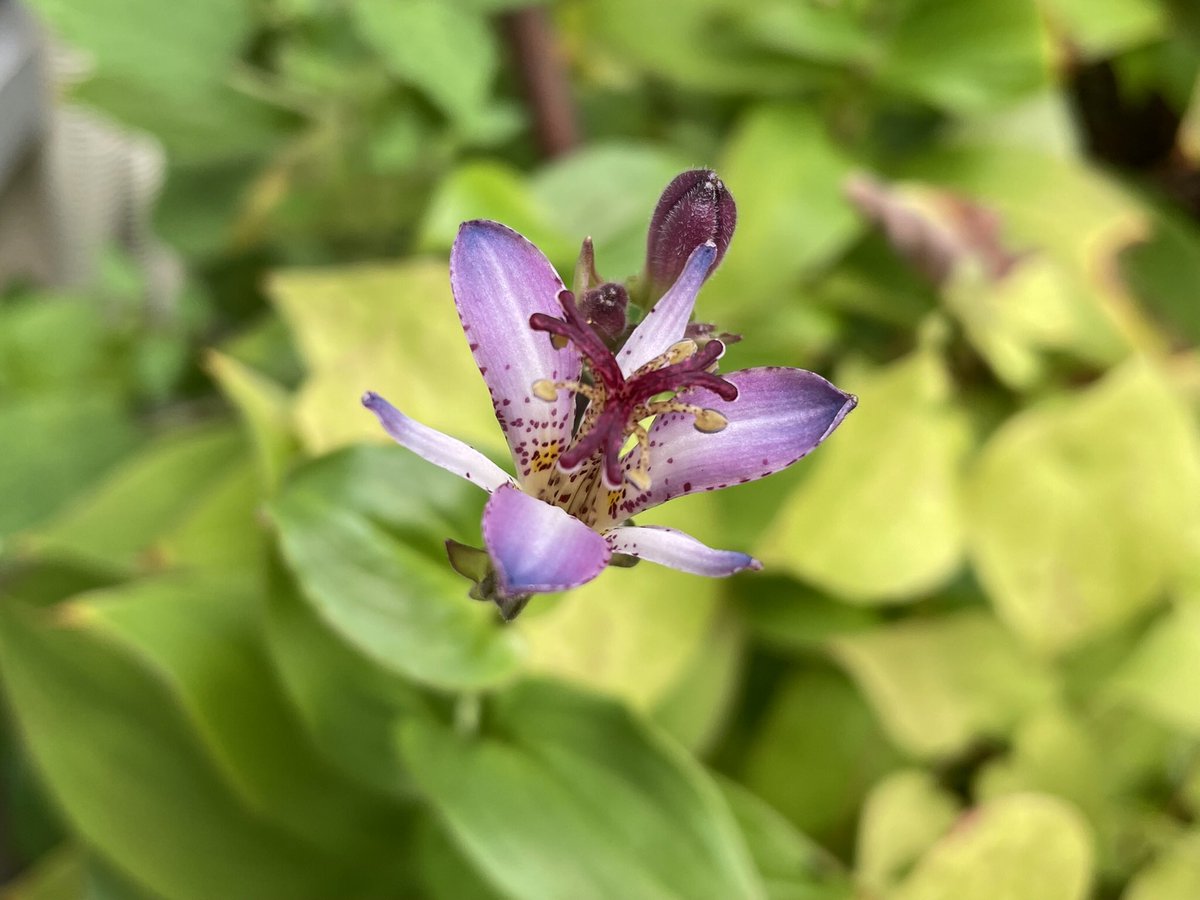 greenfingerMrsK's tweet photo. 今日の庭

ホトトギスの花が今年も咲きました🎶 https://t.co/5wxFwPwxMo