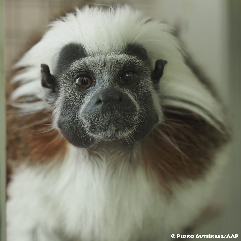 Vandaag is het de Dag van het pinché-aapje. Een van de kleinste primaten ter wereld, die door ontbossing en illegale handel met uitsterven wordt bedreigd. Onlangs nog werd pinché-aapje Tam (foto) op straat gevonden... bit.ly/AAP-dagvandepi…