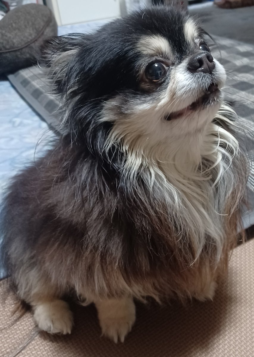 ruimaman's tweet photo. るいちゃんの1回目月命日
思い出したら涙が流れてくる😭 https://t.co/gm7r9tH765
