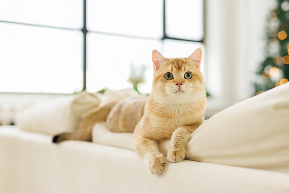 讓毛孩，成為故事裡的主角。
記錄牠的樣子，也刻劃牠的靈魂。