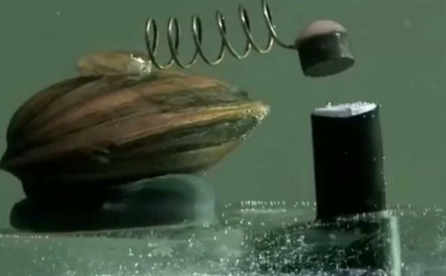 The water quality in Warsaw, the capital city of Poland, is monitored by 8 clams. If the water gets too toxic, they close, and this triggers analyses that can immediately shut off the city's water supply, if at least 4 are close.