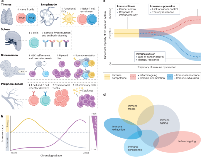 Waggoner Lab (@labwaggoner) on Twitter photo Review <a href="/NatureRevCancer/">Nature Reviews Cancer</a>
Ageing, immune fitness and cancer
nature.com/articles/s4156… Review <a href="/NatureRevCancer/">Nature Reviews Cancer</a>
Ageing, immune fitness and cancer
nature.com/articles/s4156…