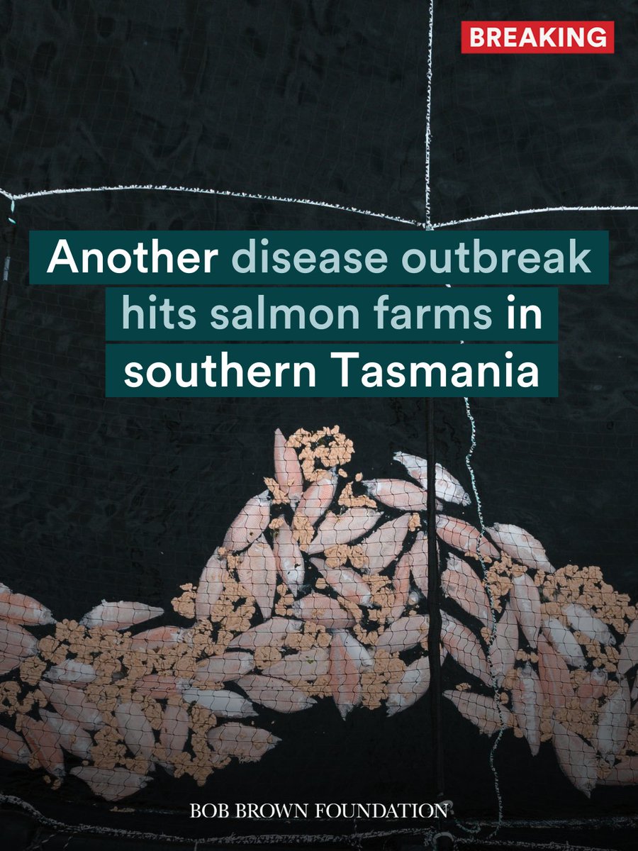 #BREAKING: A new outbreak of disease has been reported in factory fish farms on the Huon Channel in southern Tasmania. This is the same disease that caused almost 3 million salmon to die a horrible, suffering death in the summer this year. More updates to come. #politas
