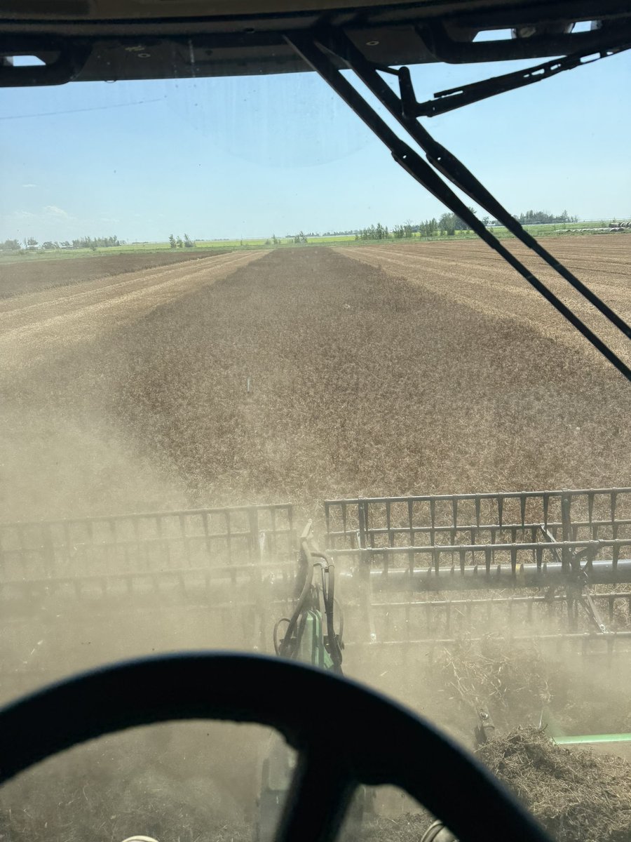 Numbers came in from our AAC JULIUS PEAS that ended up getting 53% hail    I’m seriously impressed with this variety.   Nice standability   High yielder.  Small seed size.   Beauty ! #AgTwitter
