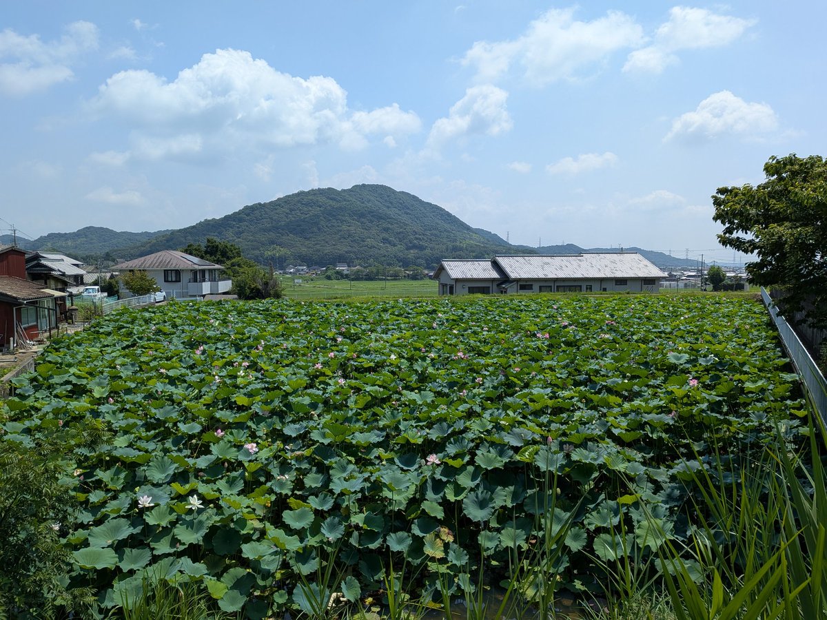 antonigaudi5's tweet photo. #お盆
#お墓参り
#夏の空
#蓮池 https://t.co/SDgHNiRHDG