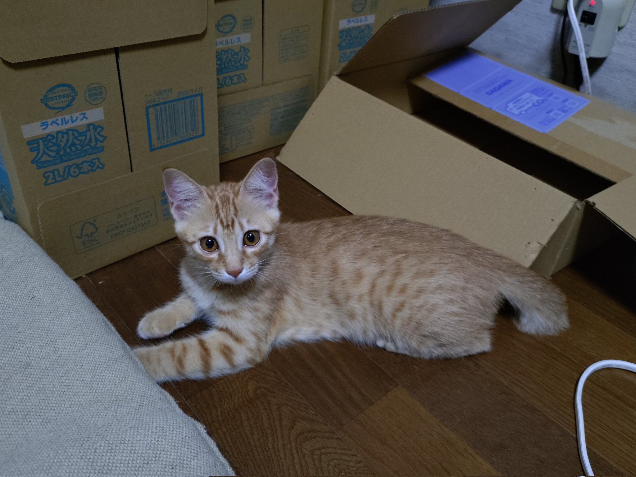 茶猫ページ バンナイリョウジ】07_茶トラ ※6月下旬発送予定 バンナイ