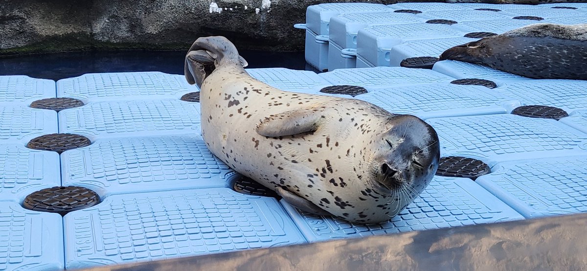 新潟の水族館巡りに行ってきました。新潟、どこのお店に入ってもご飯がとても美味しく、景色も良く、いいところでした。また行きたいです