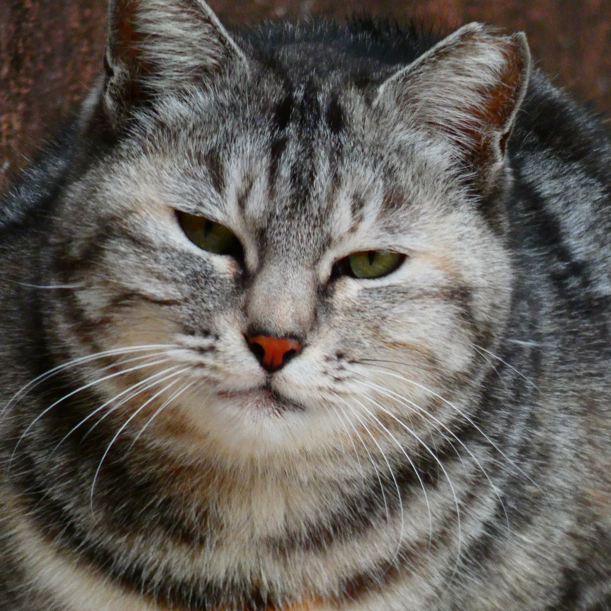 LUMIX808294152's tweet photo. こんにちは🐈‍⬛

#TLを猫でいっぱいにしよう 
#キリトリセカイ
#photography https://t.co/Lie39AMlOs