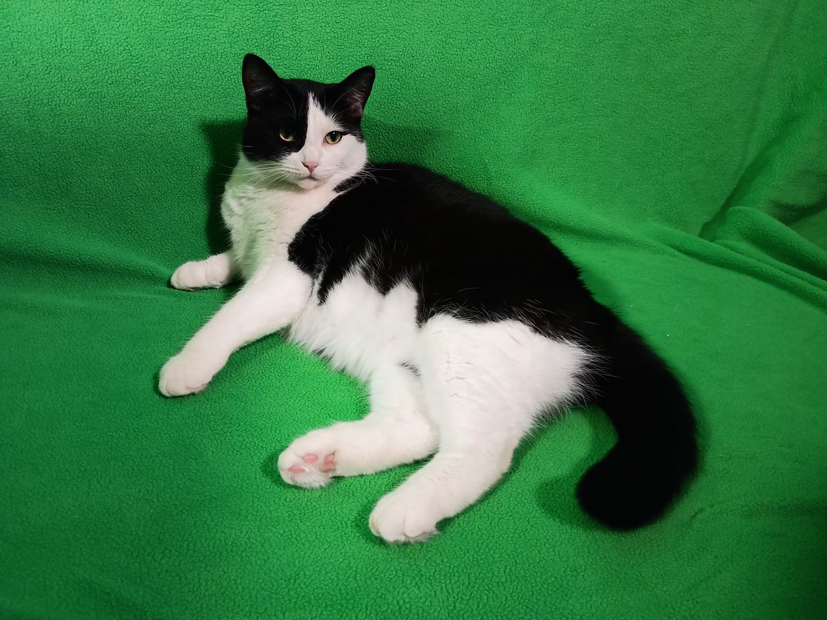 My greenscreen cat says, "It's a wrap!"

No plans to post more content on this account. The intended target audience doesn't seem to be around. It was a good marketing exercise, though.

See you on another screen, in another place and another time.

#GoodBye