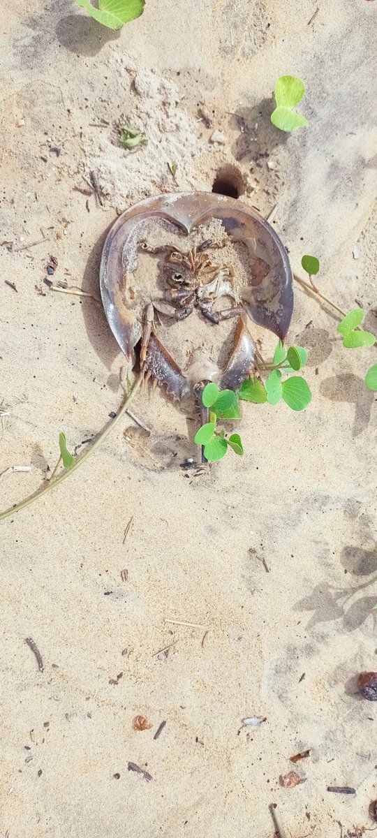 Asu32004459's tweet photo. we tied not just threads, but promises promises to protect our ancient blue-blooded friends, the Horseshoe Crabs.Guardians of the oceans for over 450 million years, now they need our protection.
Save this creature 
 #SaveHorseshoeCrabs
#marineconservation https://t.co/MO6P3LPEZj