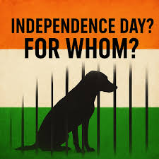 SoniSDwivedi3's tweet photo. Think 🐕
#animals #IndependenceDay2025 https://t.co/2rvRJ5gceD