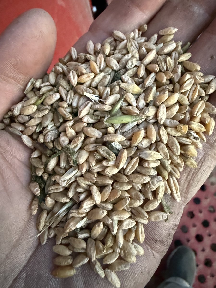 First durum of 25.. betting it be garbage feed at best, par for the course this year, more less a cleanup needed for next season