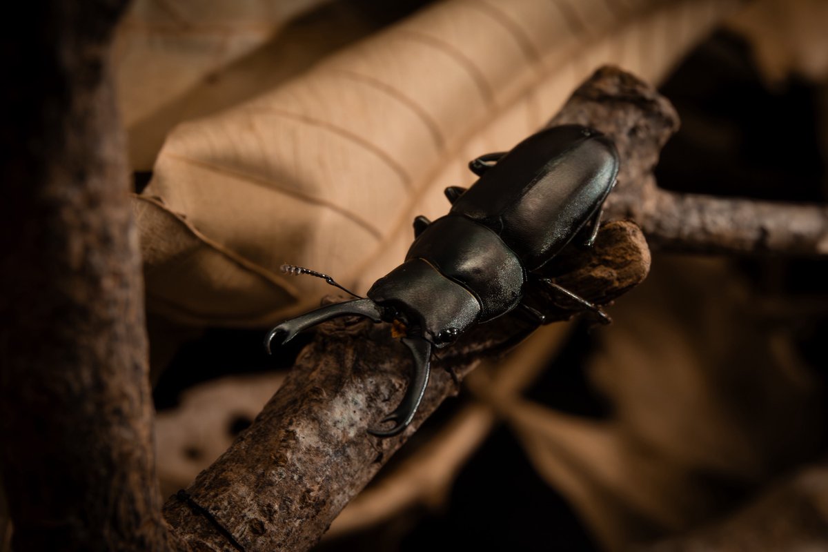 Miwanus formosanus
📷：Canon Eos 5D Mark III 
lens：EF24-70mm f/4L IS USM 

 Date：2025.08.15

以前はProsopocoilusに分類されていましたが、その後Miwanusに再分類されました。外見は非常に精緻で、褐色の鞘翅に特徴的な大顎を備えており、とても個性的なクワガタムシです。
