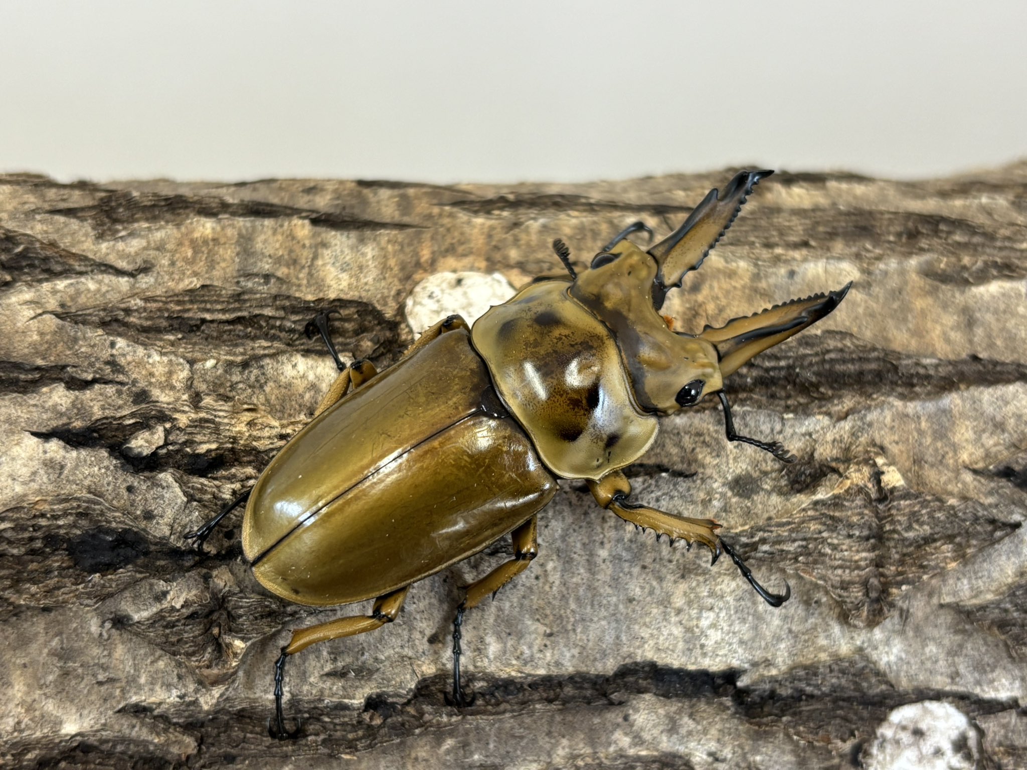 北の大地(Insect Lovers No.1相談役) (@shujiN56252592) / X