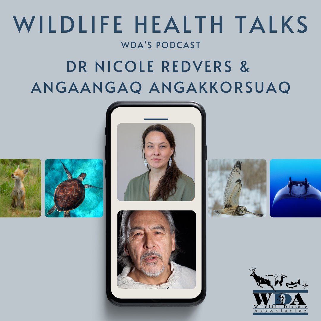WildlifeDisease's tweet photo. Inspired by the International Day of the World's Indigenous Peoples, WHT host Dr. Cat Vendl presents a transformative conversation with two powerful Indigenous voices. 
Listen on your favourite app or Google Wildlife Health Talks.
Angaangaq image: https://t.co/qkGTnW46vP https://t.co/WnRYP68Fdo
