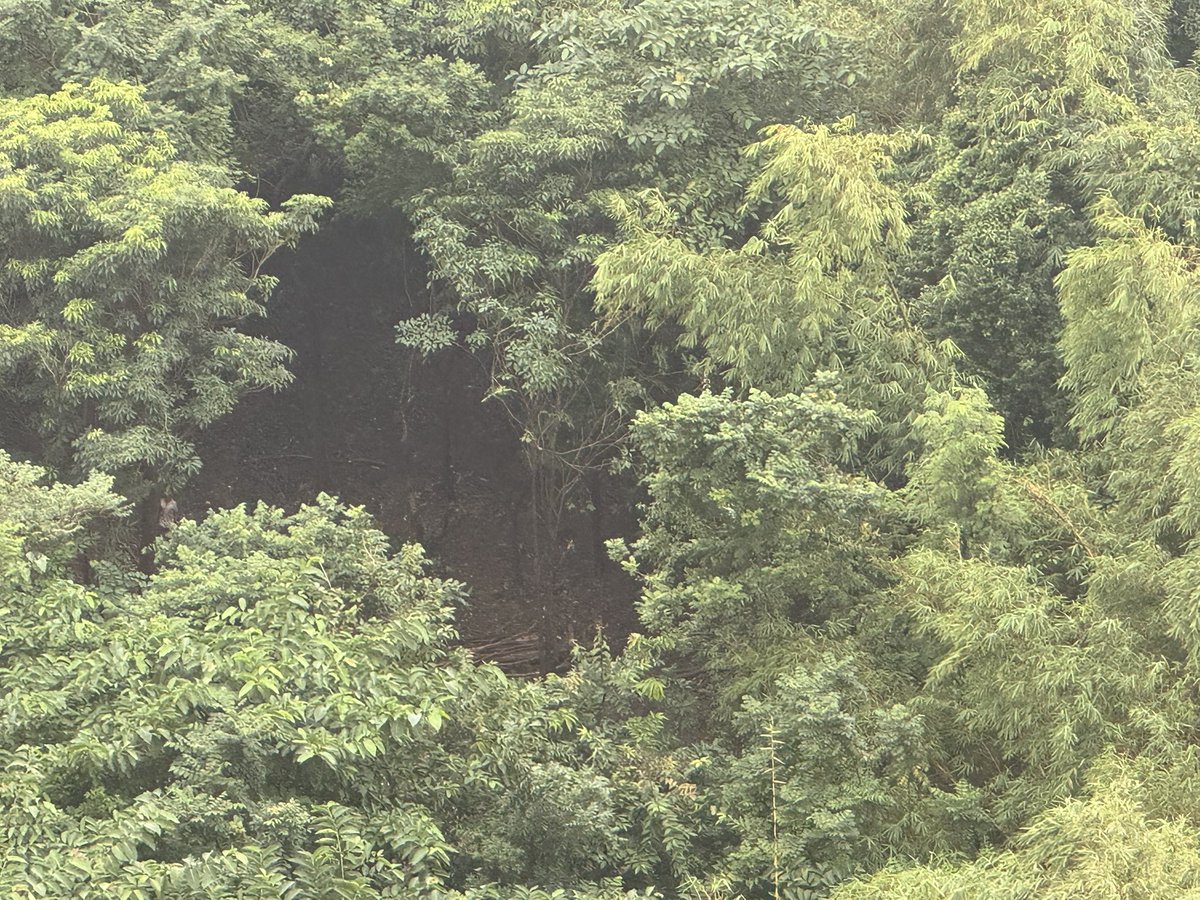 MonicaA87436720's tweet photo. 🚨 URGENT 🚨
Tree cutting right now in the botanical garden next to One Hiranandani Park, Patlipada, Thane 
This is a biodiversity-rich green space — please stop this destruction!

@TMCaTweetAway @ThaneCityPolice @MahaForest @MangrovesMumbai

#SaveTrees #Thane #Environment https://t.co/0CiZTThlTQ