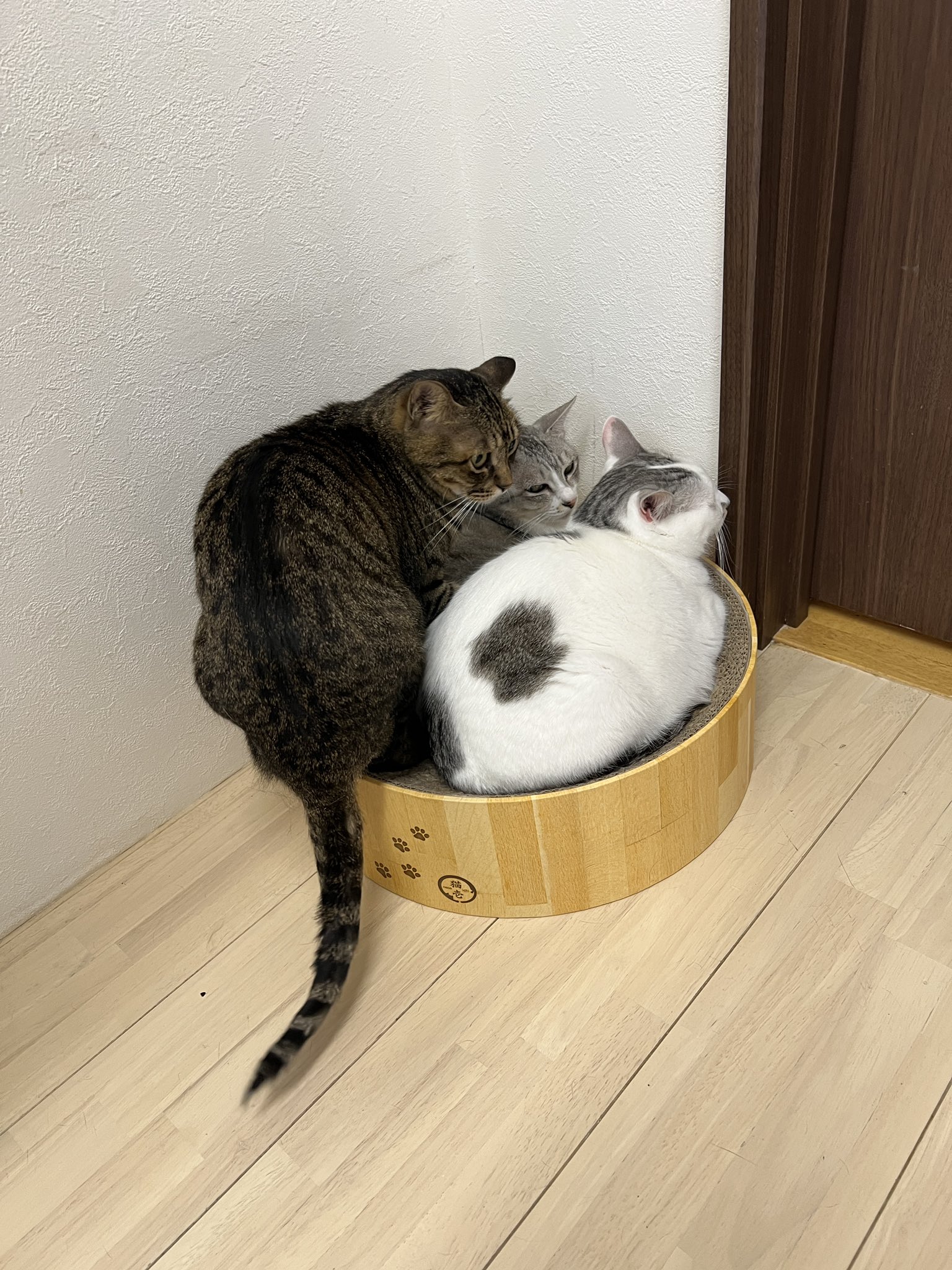 猫まっしぐら on X: 
