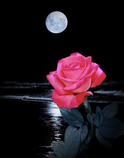 Geovanyvindel's tweet photo. Y SI LE HABLO DE AMORR OS DIRÁ MI ❤️….UNA Y OTRA VEZ QUE VIVA EL AMOR DE MI AMADA SI QUE SI QUE VIVA LA RELUCIENTE ENCANTADORA AMOROSA LUZ DE LUNA DE MI ❤️ES MUY FELIZ CON TANTO AMOR GRACIAS A DIOS Y A TI MI AMADÍSIMA DIVINA LUZ DE AMOR SIN MANCHAS Y SIN ARRUGAS BENDITA LUZ🌕😍 https://t.co/InUUeVMSVD