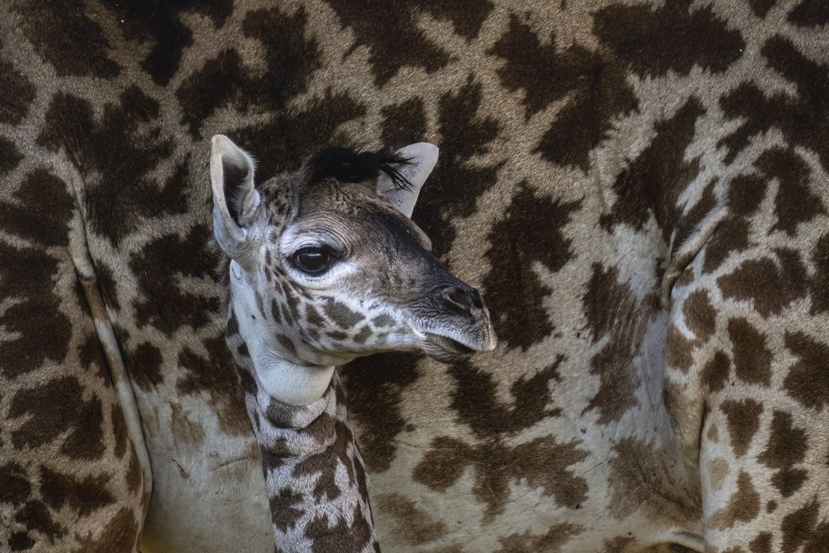 Patterns of Protection: A Giraffe Calf’s First Portrait
This image captures a tender and symbolic moment, a newborn giraffe standing against the backdrop of its mother’s towering frame. Her distinct patterns become both canvas and cloak, wrapping the calf in identity and safety.