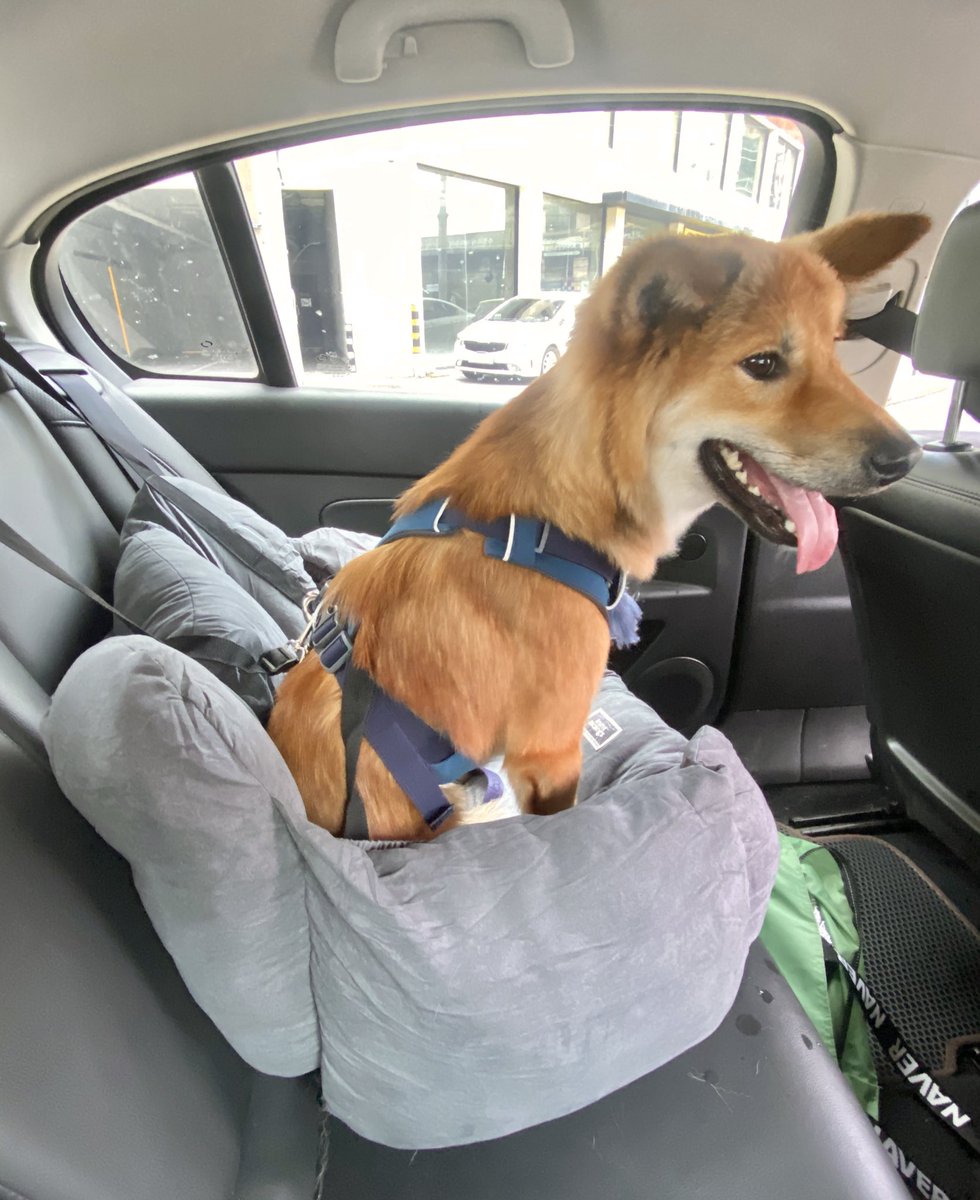 강아지 카시트 매입