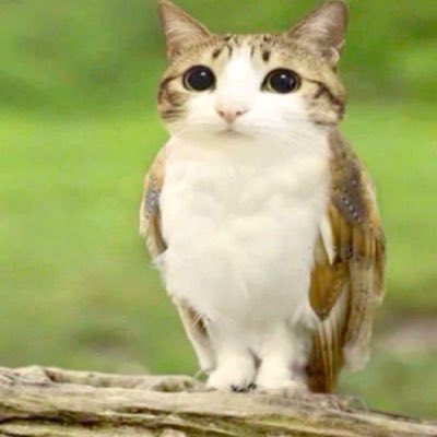WeatherBalling's tweet image. What an amazing creature... Sadly, they are not real in the world of Pokémon, but... Maybe, in a very far away universe, this interesting creature known as "meowl" may exist...