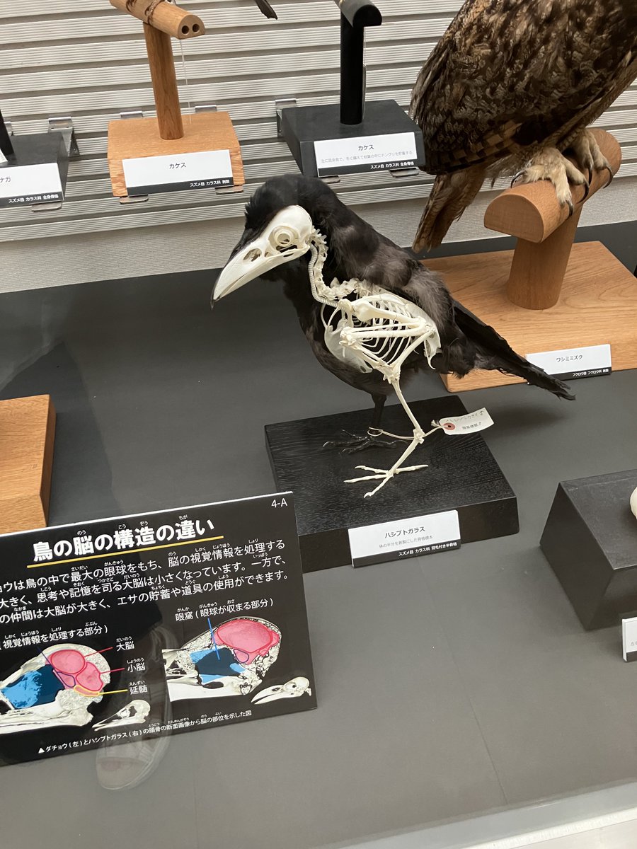 我孫子市鳥の博物館の企画展「とりホネ展 -骨からわかる鳥の進化と多様