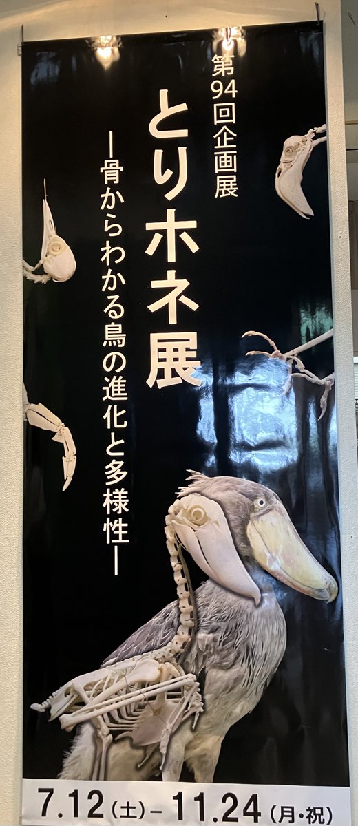 我孫子市鳥の博物館の企画展「とりホネ展 -骨からわかる鳥の進化と多様