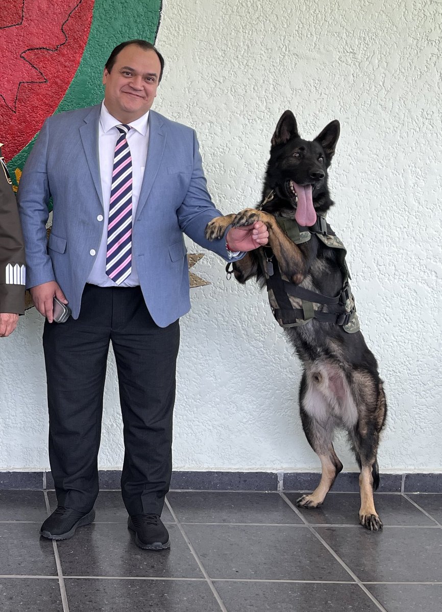CesarMDelgadoC's tweet photo. Les presento a Roko, un excelente Héroe Canino de la Secretaría de la Defensa Nacional. La foto se dio en el marco de un desayuno para celebrar a los médicos veterinarios en nuestro día, organizado por la Dirección de Veterinaria y Remonta de la SEDENA. https://t.co/O3WJ1YhzcA